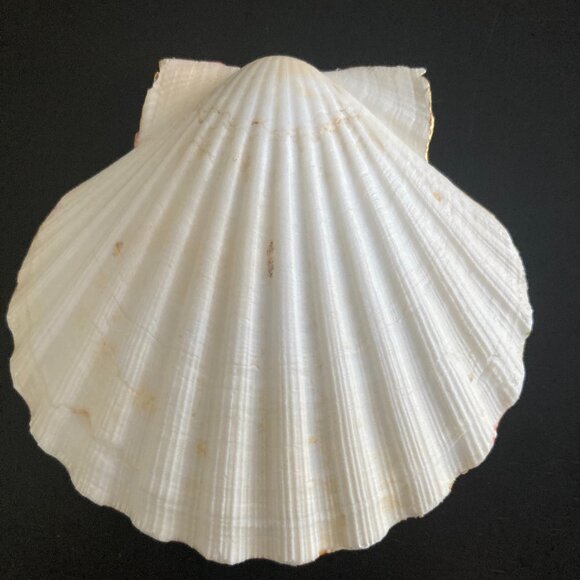 Scallop Shell Trinket Dish - Pink & Gold Florentine Pattern - Picture 2 of 2